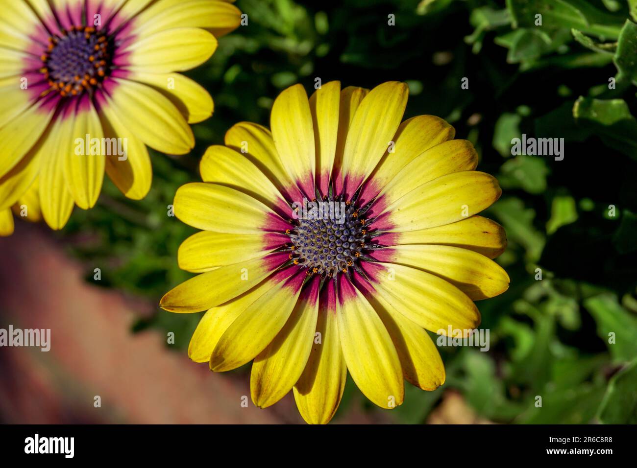 Splendide margherite africane in estate fioriscono. Fiori di margherita di colore giallo e viola in giardino Foto Stock