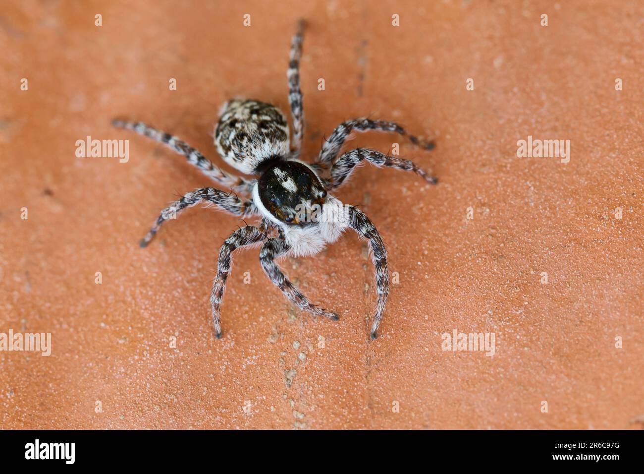 Springspinne, Weibchen, Menemerus semilimbatus, Jumping spider, femmina, Springspinnen, Salticidae, ragni jumping Foto Stock