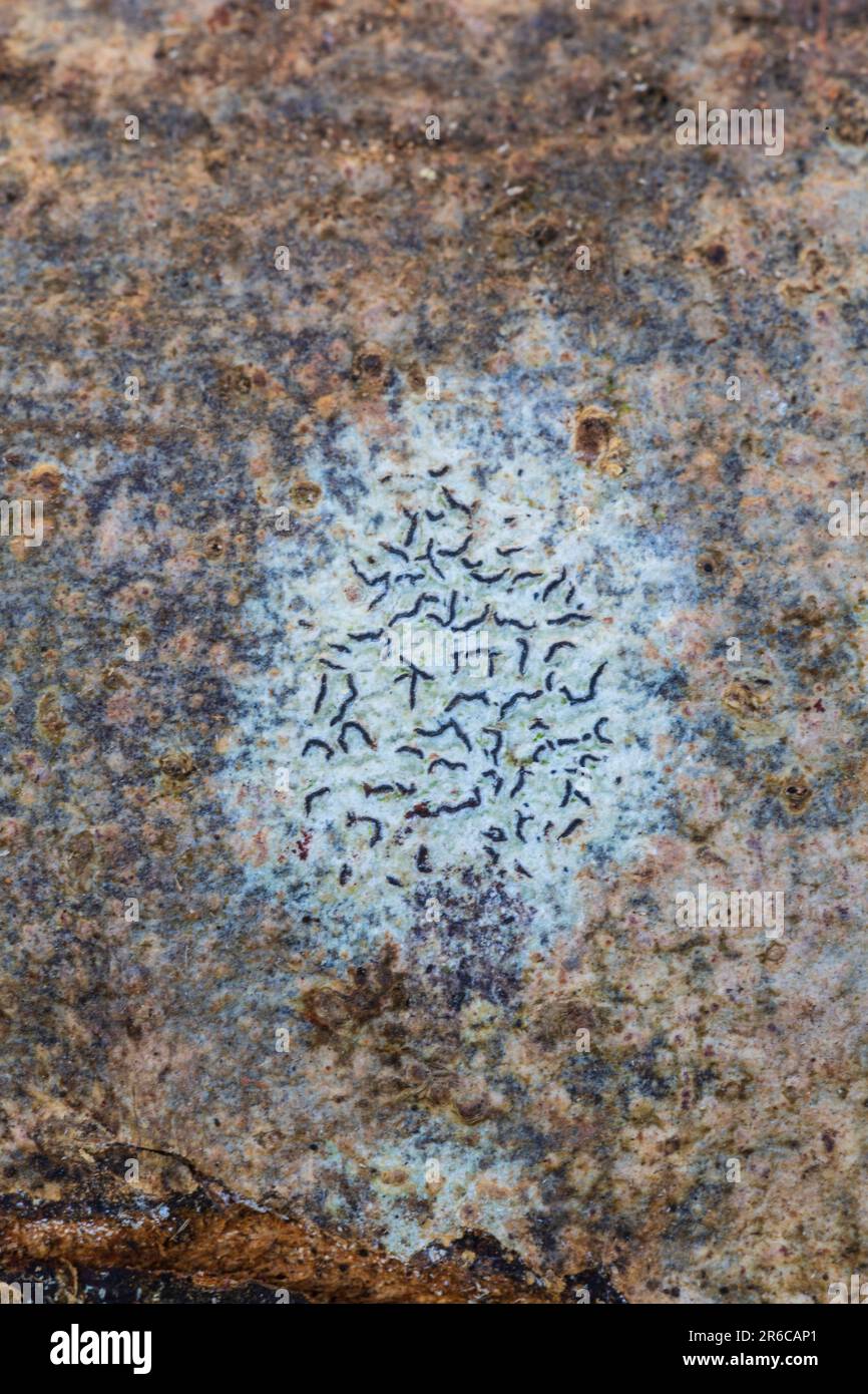 Script comune Lichen, Graphis scripta, che cresce su corteccia di cenere. Monmouthshire, Galles, Regno Unito Foto Stock
