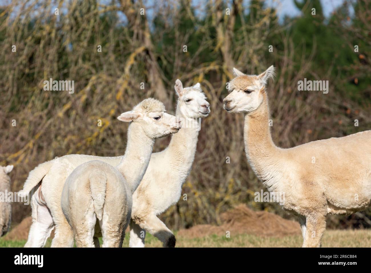 Fotografia di un piccolo gruppo di alpaca adulti in piedi in un campo sull'Isola Sud della Nuova Zelanda Foto Stock