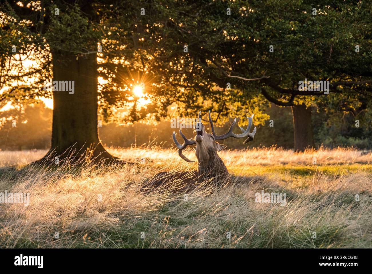 Un cervo rosso ruggisce a Bushy Park, Londra, Regno Unito Foto Stock