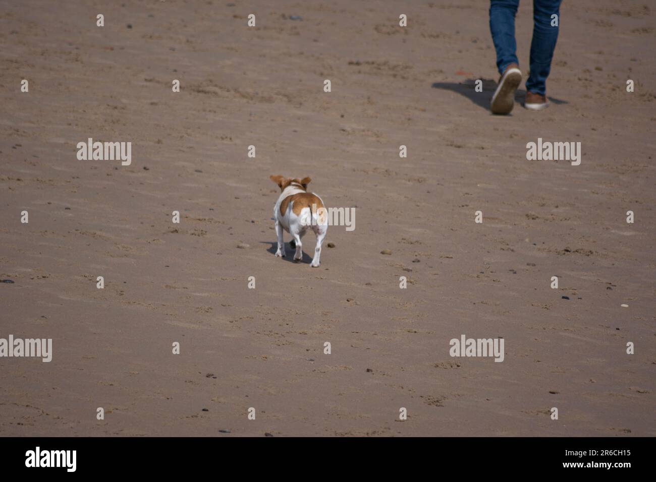 Il piccolo Jack Russell è un piccolo cane da compagnia che si trova sulla spiaggia e si trova a pochi passi dal proprietario Foto Stock