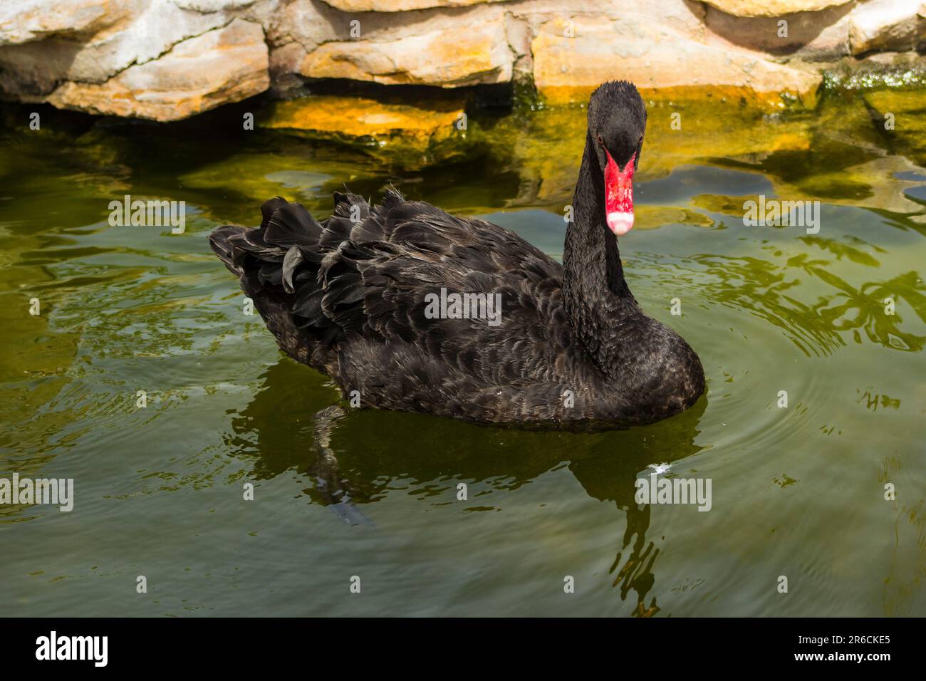 Un bel cigno nero sull'acqua. Foto Stock