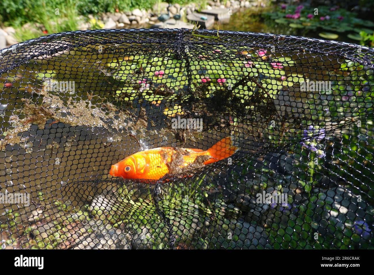 Toter Goldfisch - Carassius auratus, im Käscher Foto Stock