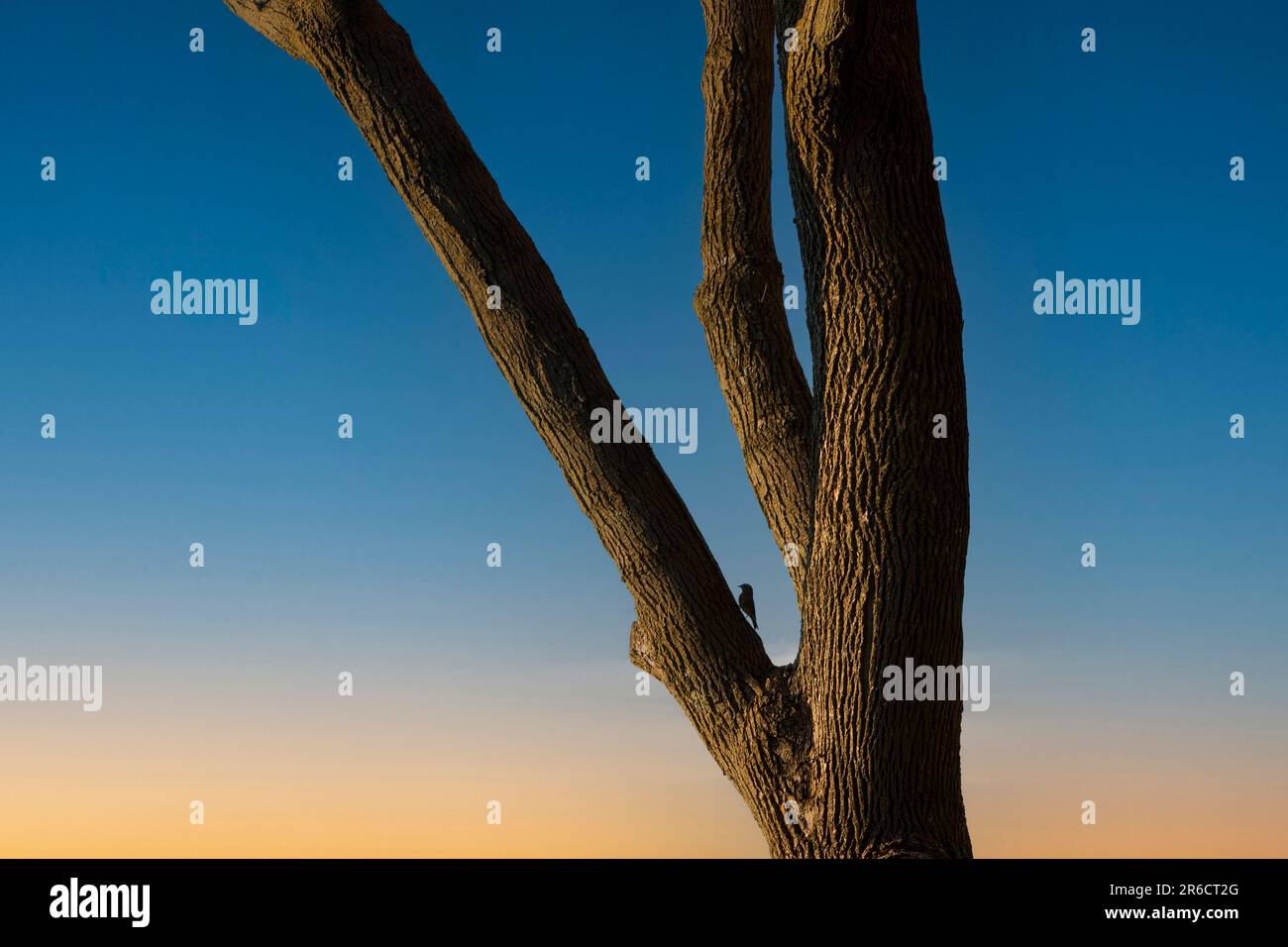 Picchio piccolo arroccato su un arto di un albero di Acero nel Vermont Foto Stock