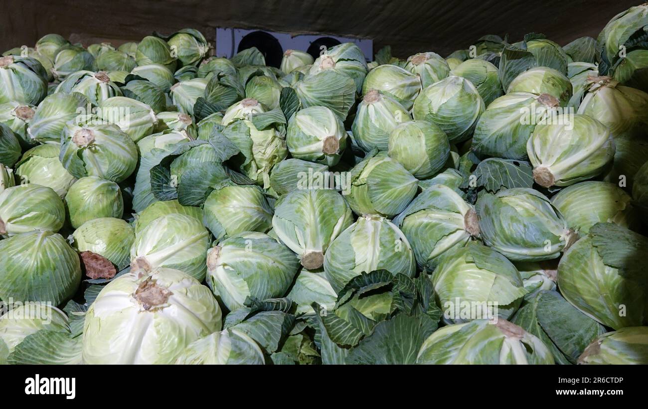 Grande mucchio di cavolo fresco verde nel magazzino refrigerato. Deposito di cavolo fresco Foto Stock