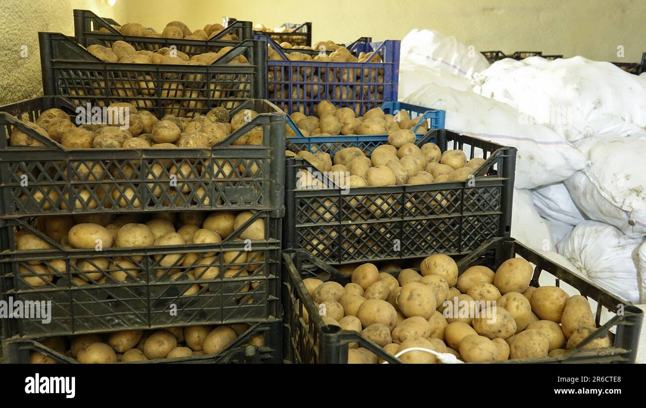 Cassette di plastica con patate e sacchi bianchi di patate nel magazzino refrigerato. Conservazione di patate fresche Foto Stock