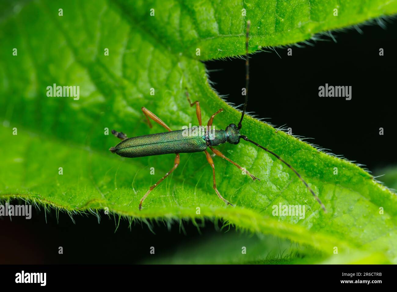 Fiore Longhorn Beetle (Encyclops caeruleus) Foto Stock