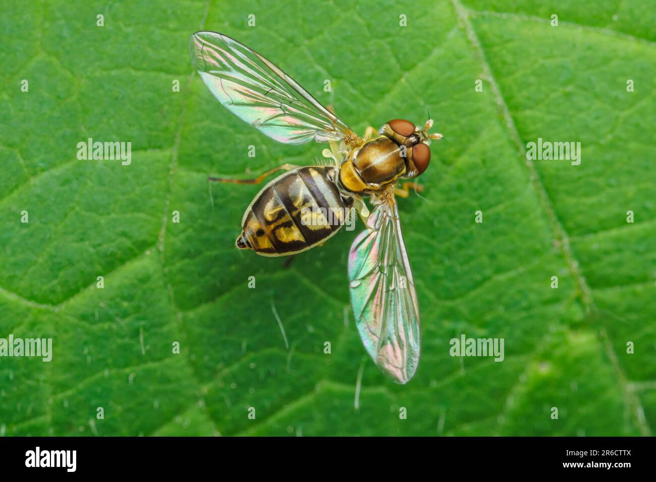Flower Fly (Toxomerus marginatus) - Female Foto Stock