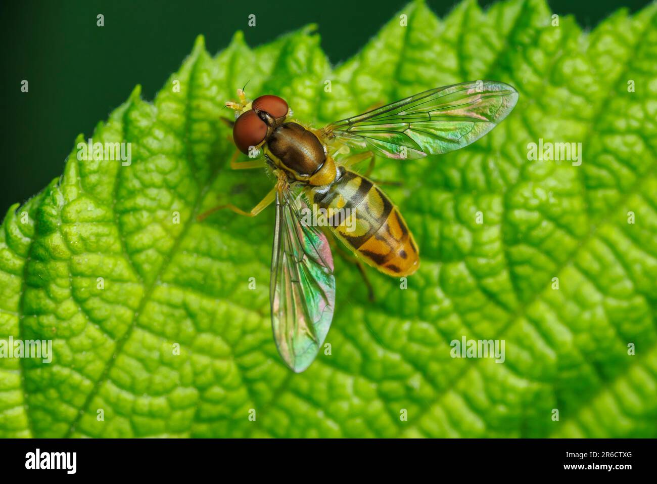 Fiore Fly (Toxomerus marginatus) - Maschile Foto Stock