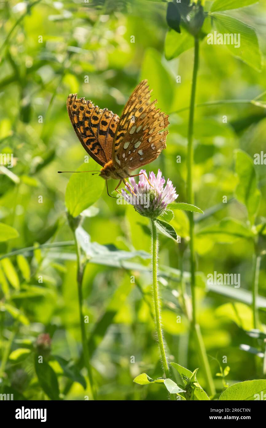 grande farfalla fritta sprangolata su una fioritura di trifoglio Foto Stock