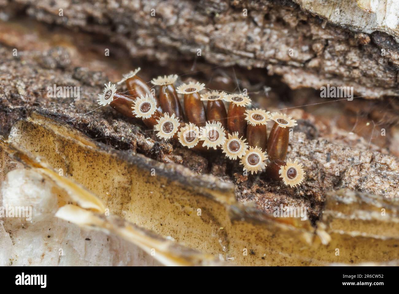 Spinoso Assassin Bug (spinipes d'India) - uova Foto Stock