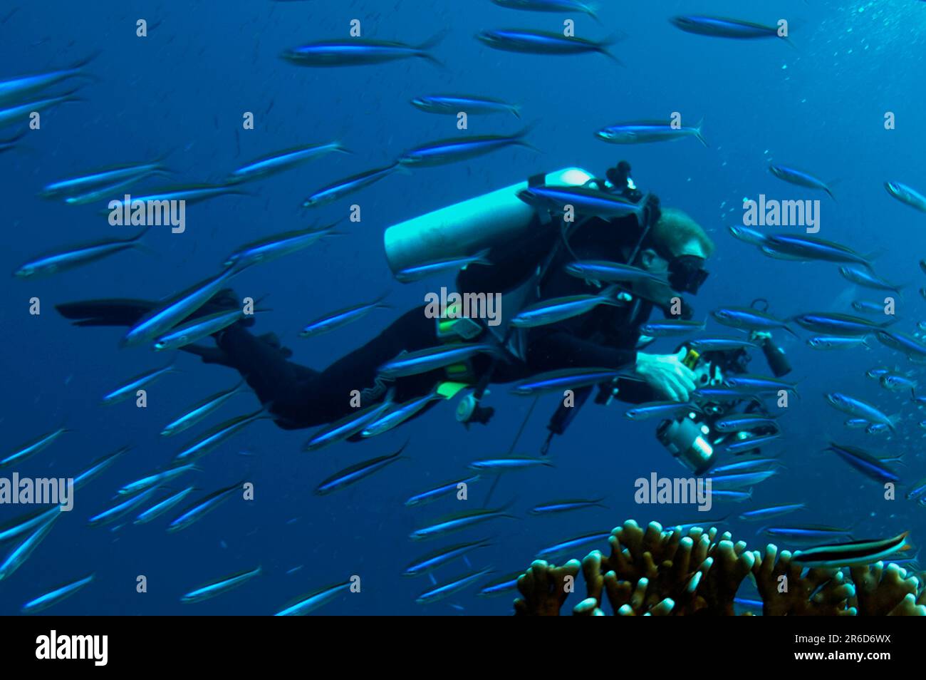 Subacqueo con macchina fotografica con scuola di Fusiliers , Pterocaesio sp, Luciperra dive site, Pulau Penyu, Banda Sea, Molucche, Indonesia Foto Stock