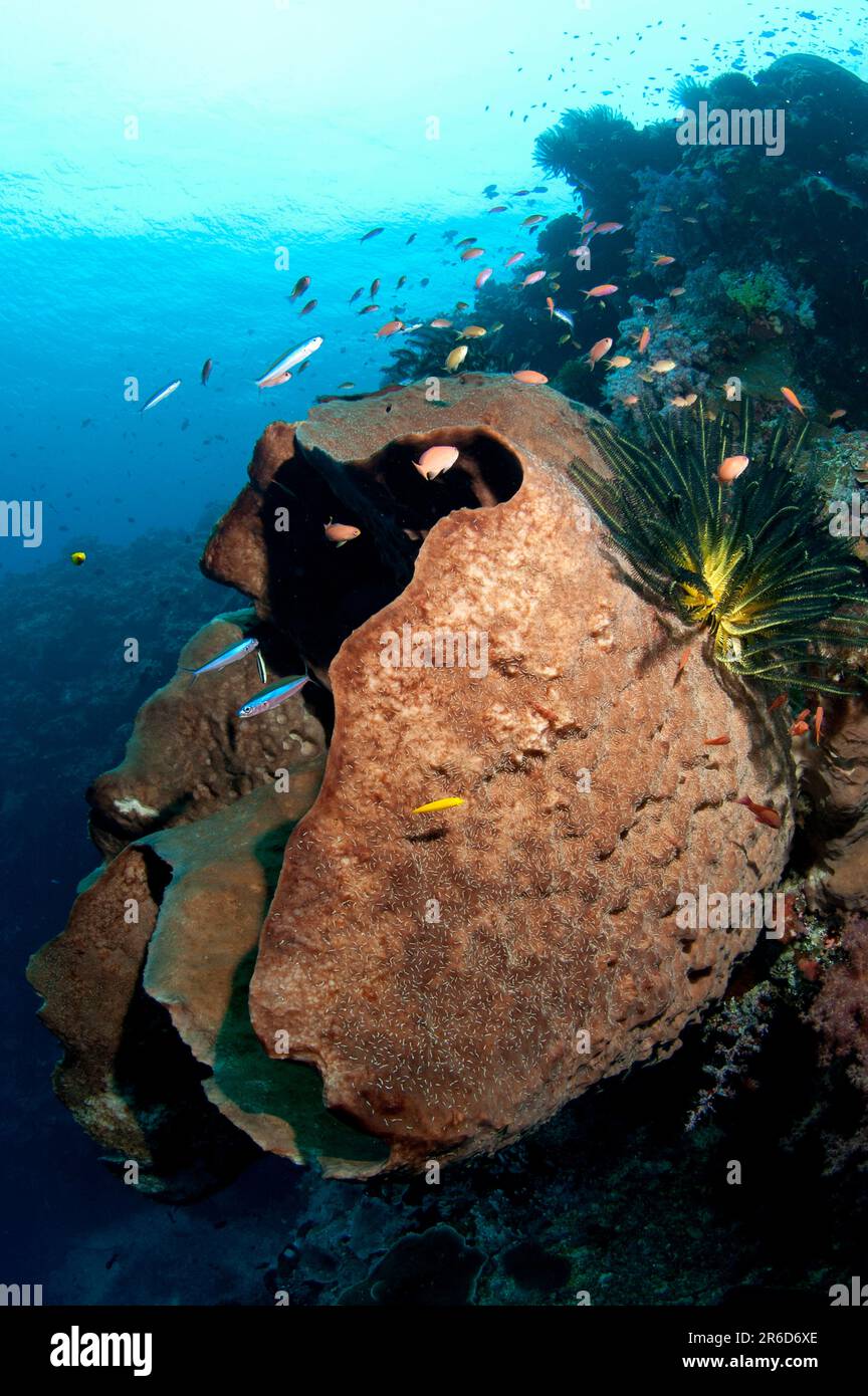 Crinoidi, Comatulida Order, su Ianthella Sponge, Ianthella sp, sulla barriera corallina, Luciperra dive site, Pulau Penyu, Mare di banda, Molucche, Indonesia Foto Stock