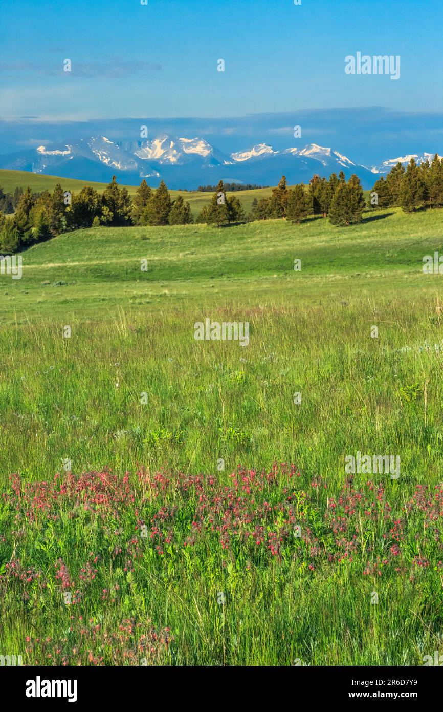 prairie fuma fiori selvatici in un prato sotto la gamma di torrente selce vicino ad avon, montana Foto Stock