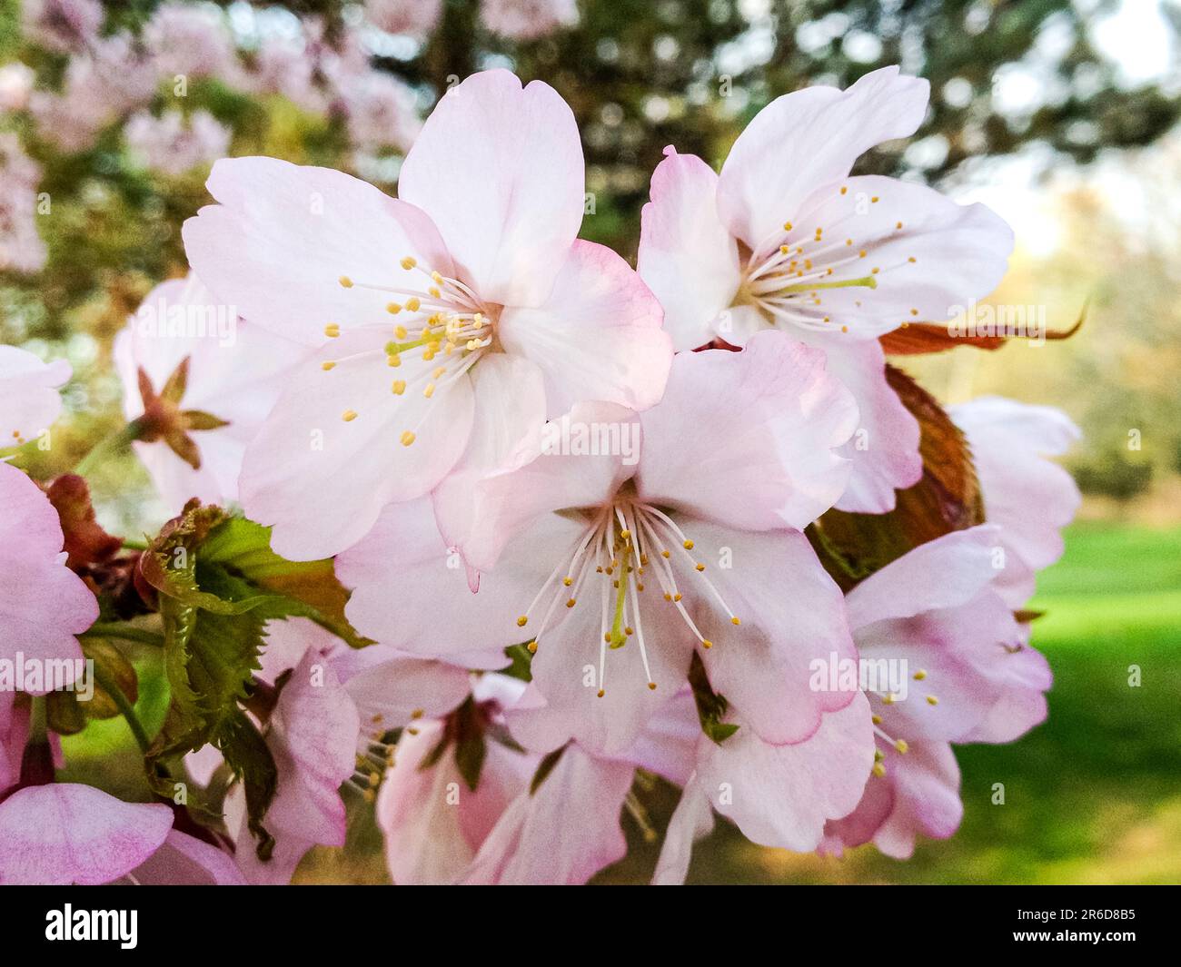 Lorne Chapman Foto Stock