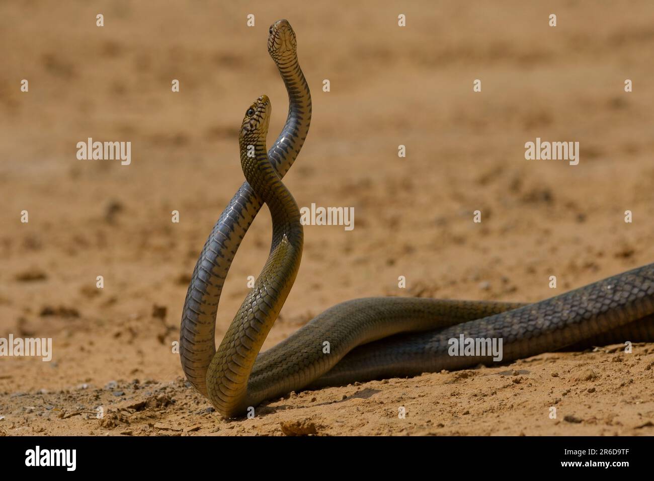 La disputa territoriale del serpente indiano o orientale del ratto (Ptyas mucosa) Foto Stock