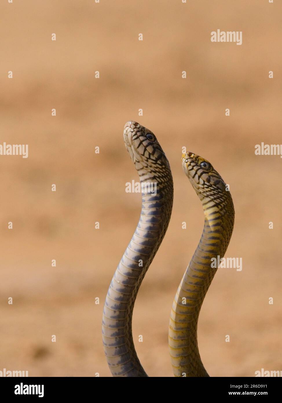 La disputa territoriale del serpente indiano o orientale del ratto (Ptyas mucosa) Foto Stock