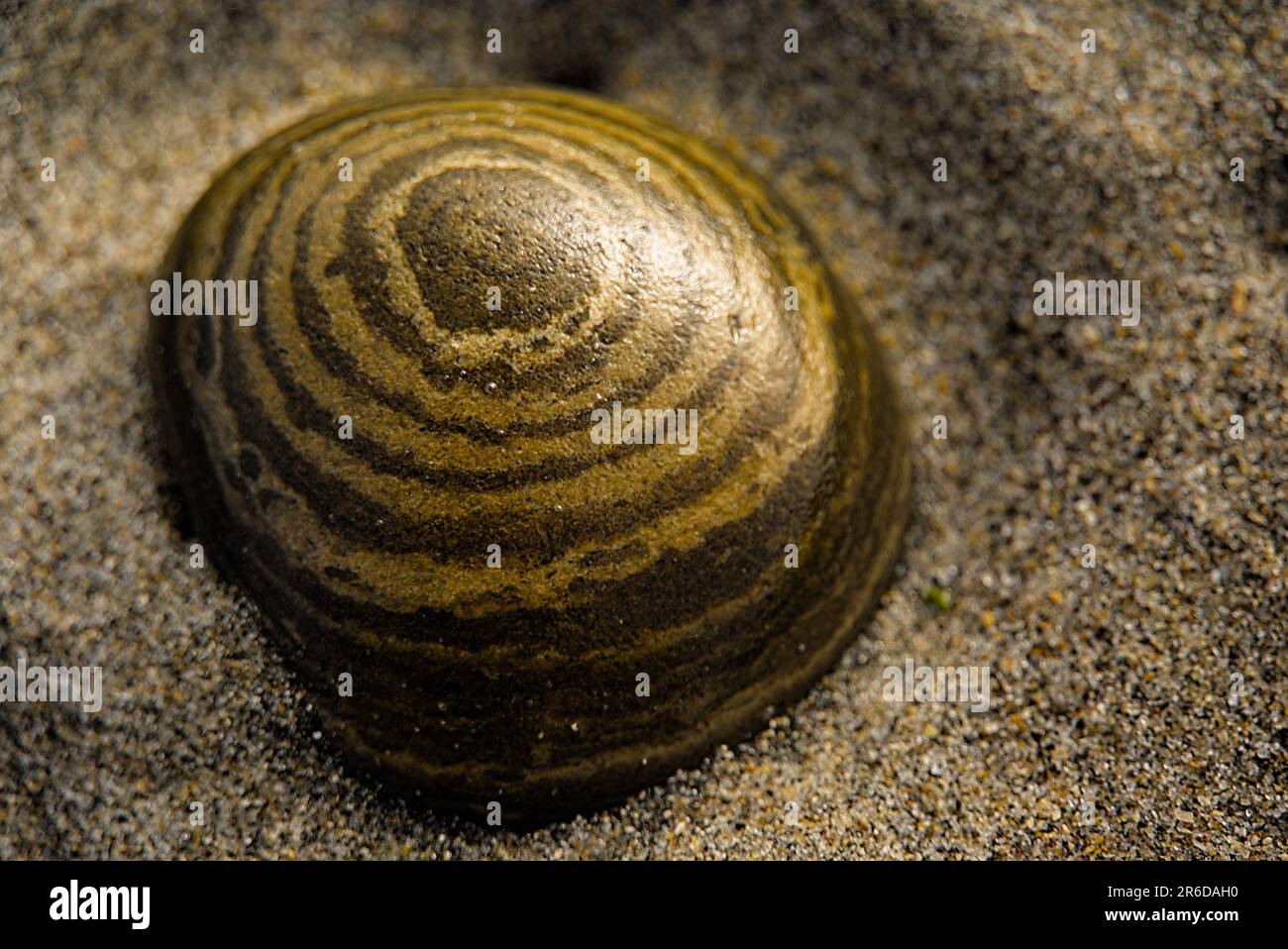 Una pietra marrone nella sabbia con i cerchi naturali di obiettivo. Foto Stock