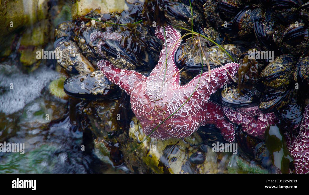 Stelle marine attaccate alla roccia. Foto Stock