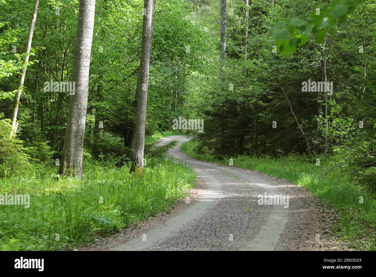 Strada sterrata tortuosa attraverso la foresta verde a strapiombo. Foto Stock