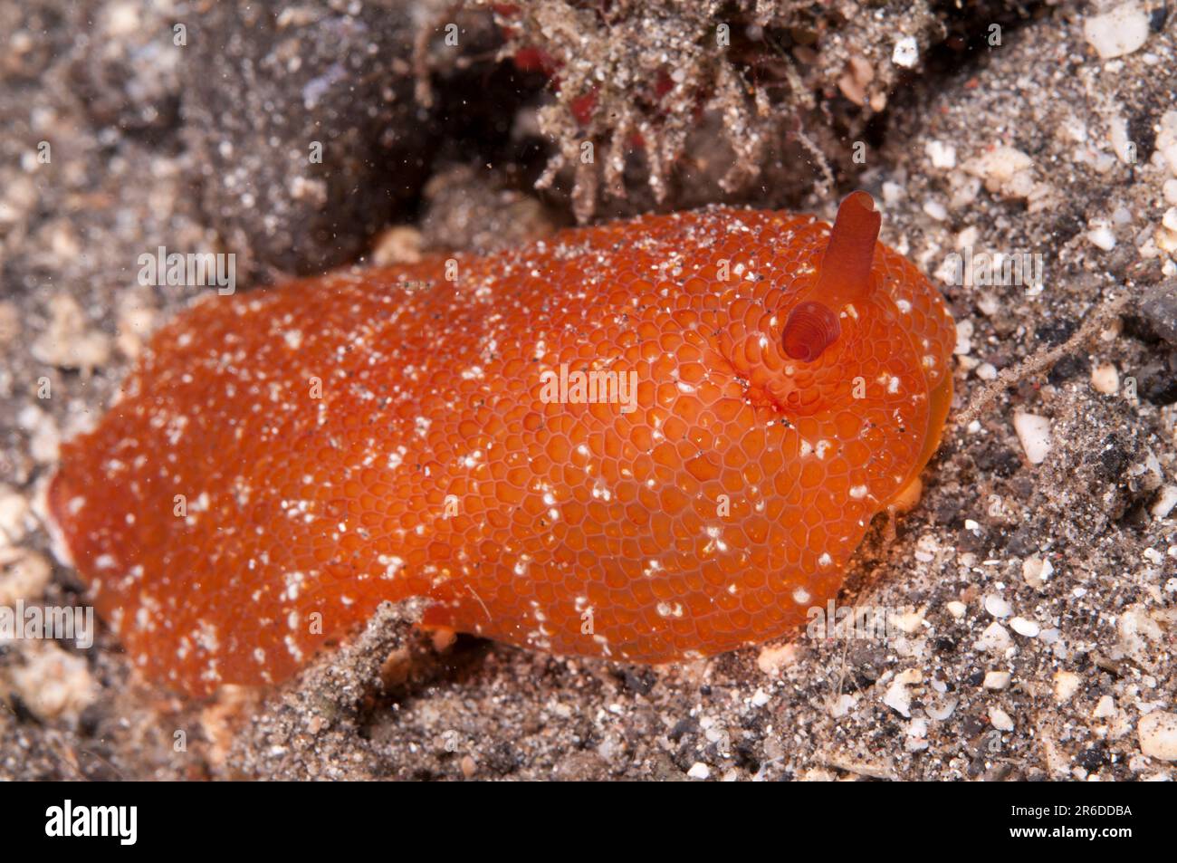 Peron Pleurobranch, Pleurobranchus peroni, immersione notturna, moschea Muck sito di immersione, vicino all'isola di Reta, Alor, Indonesia Foto Stock