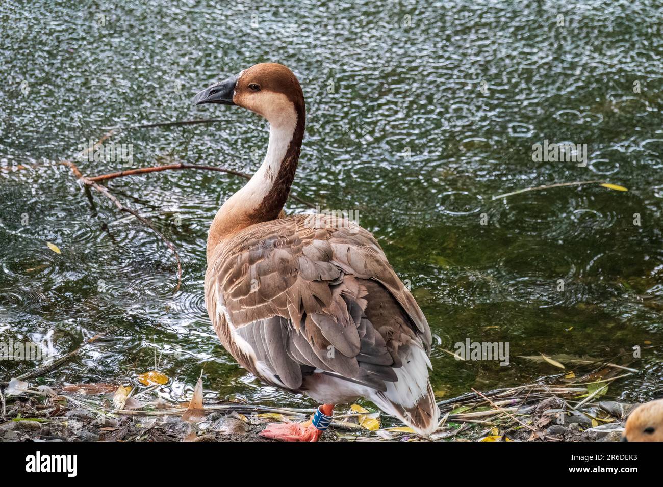 Swan Oca, Anser cygnoides, nuotando in acqua di lago. L'oca di Swan è un'oca grande con una gamma di allevamento naturale nella Mongolia interna, la Cina più settentrionale, A. Foto Stock