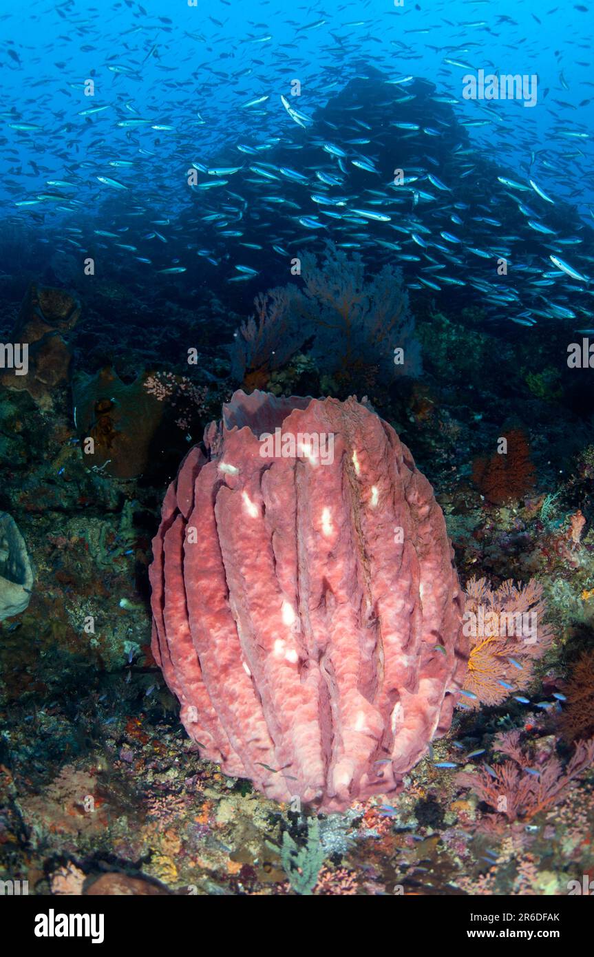 Scuola di Bluestreak Fusiliers, piastrelle Pterocaesio, intorno Barrel Sponge, Xestospongia testudinaria, Snake Ridge sito di immersione, Gunung API, nei pressi di Alor, Incon Foto Stock