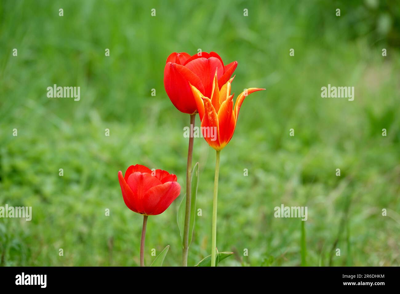 Particolare di fiori di tulipano rossi e gialli di diverse varietà su sfondo verde. Concetto di primavera e giardinaggio. Foto Stock