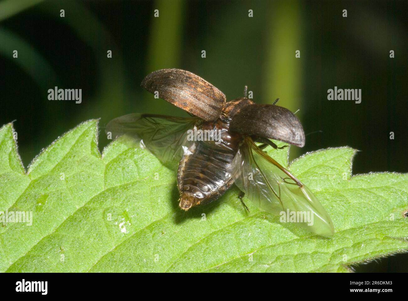 Beetle pillola Foto Stock