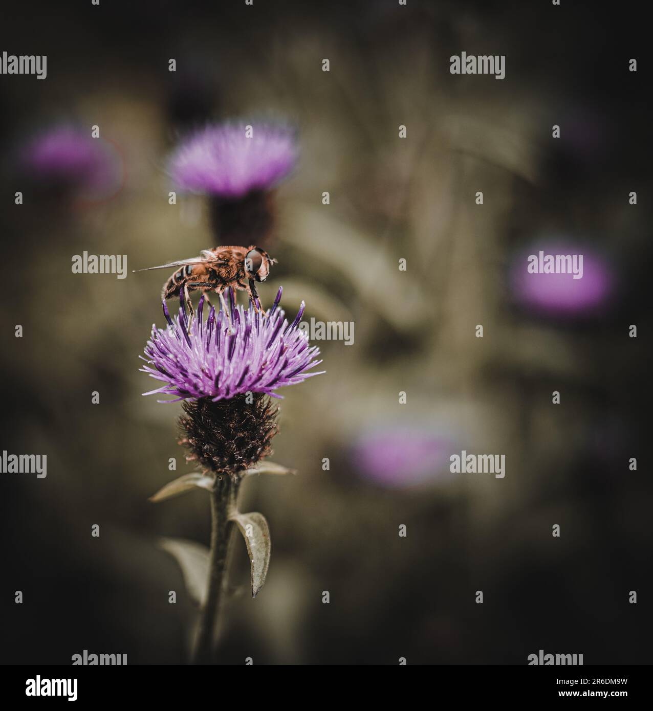 ape di miele che prende nettare dalla pianta scozzese del thistle in scozia Foto Stock