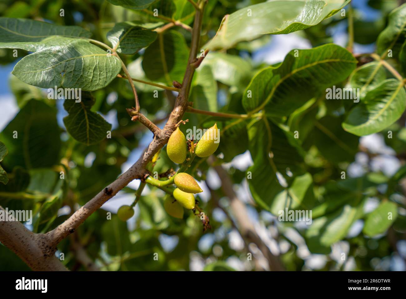 Primo piano sul pistacchio in campo. Foto Stock