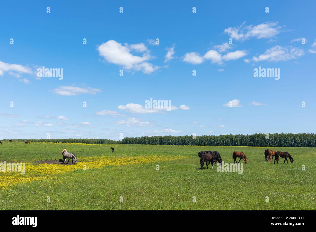 I cavalli pascolano nel prato in una giornata di sole Foto Stock