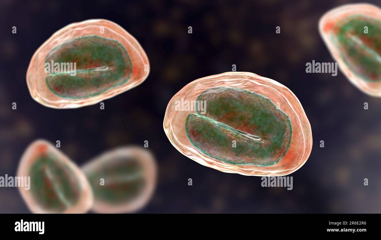 Threadworm (Enterobius vermicularis) uova contenenti larve di worm, illustrazione del computer. Trichine sono nematodi che parasitize la grande inte Foto Stock