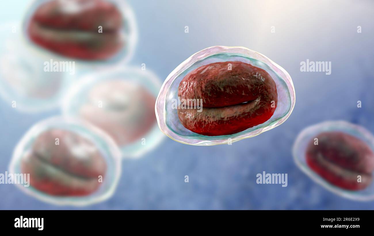 Threadworm (Enterobius vermicularis) uova contenenti larve di worm, illustrazione del computer. Trichine sono nematodi che parasitize la grande inte Foto Stock