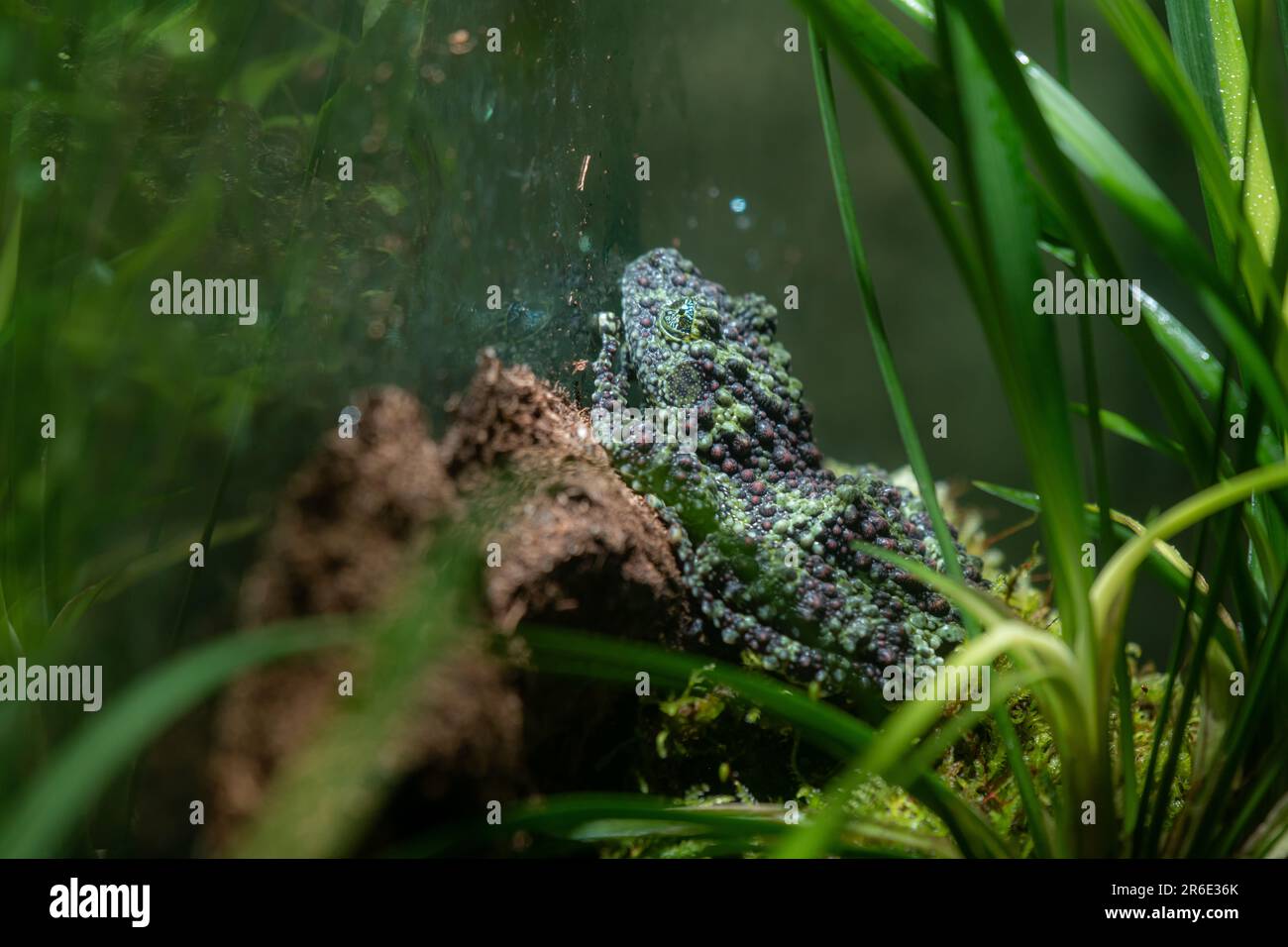 Theloderma corticale (rana mossy vietnamita) sul muschio, rana mossy sulle foglie con sfondo nero, messa a fuoco selettiva con spazio di copia Foto Stock