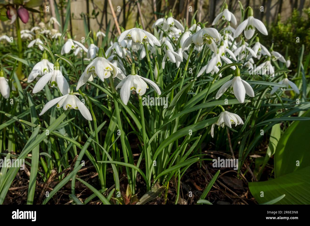 Primo piano di gruppo gocce di neve bianca galanthus nivalis piante fiori fioritura in un giardino di confine in primavera fine inverno Inghilterra Regno Unito Gran Bretagna Foto Stock