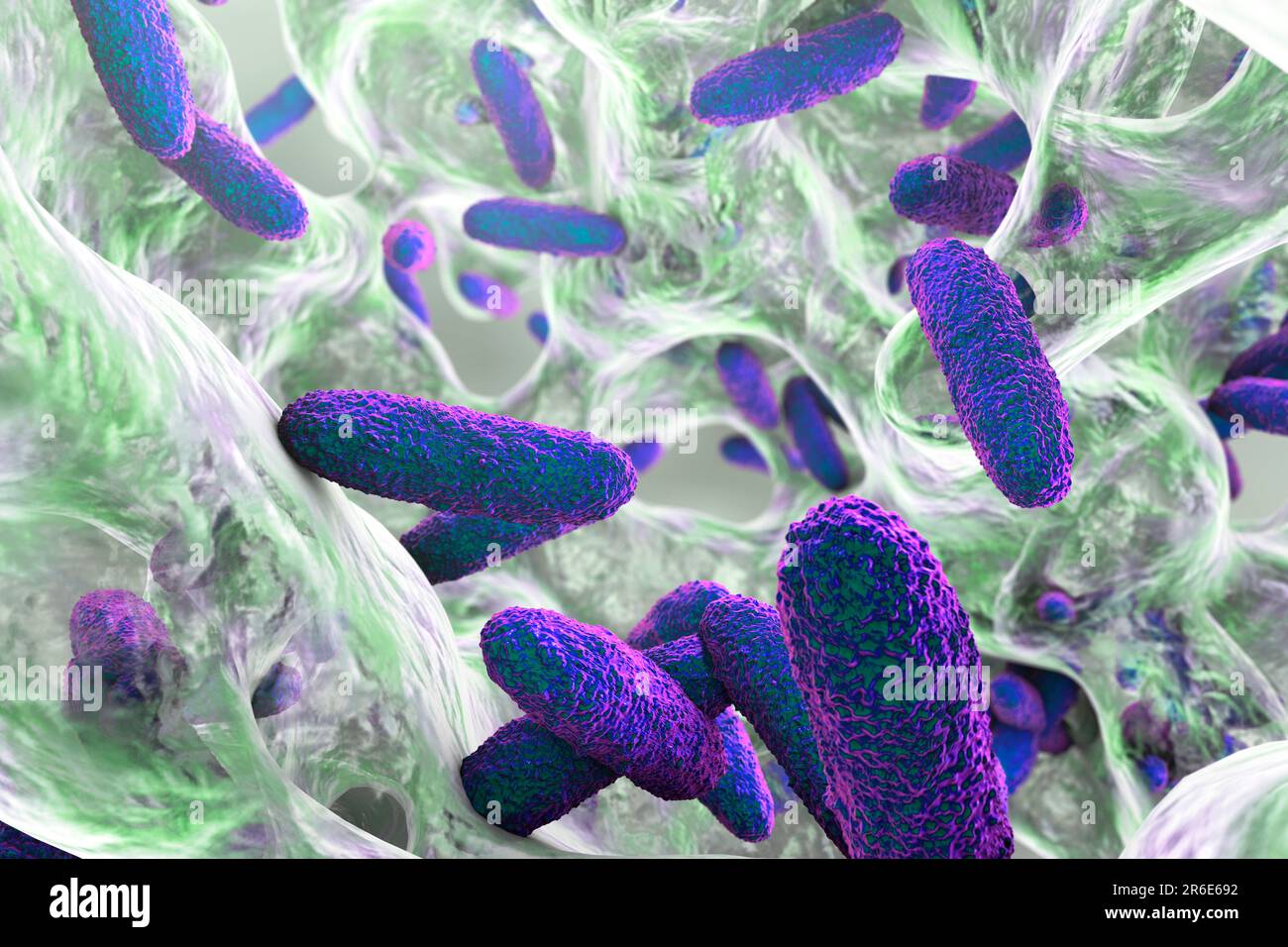 Batteri Klebsiella pneumoniae in biofilm, illustrazione del computer. K. pneumoniae sono Gram-negativi, incapsulati, non-motili, enterici, procarioti di verga. Foto Stock