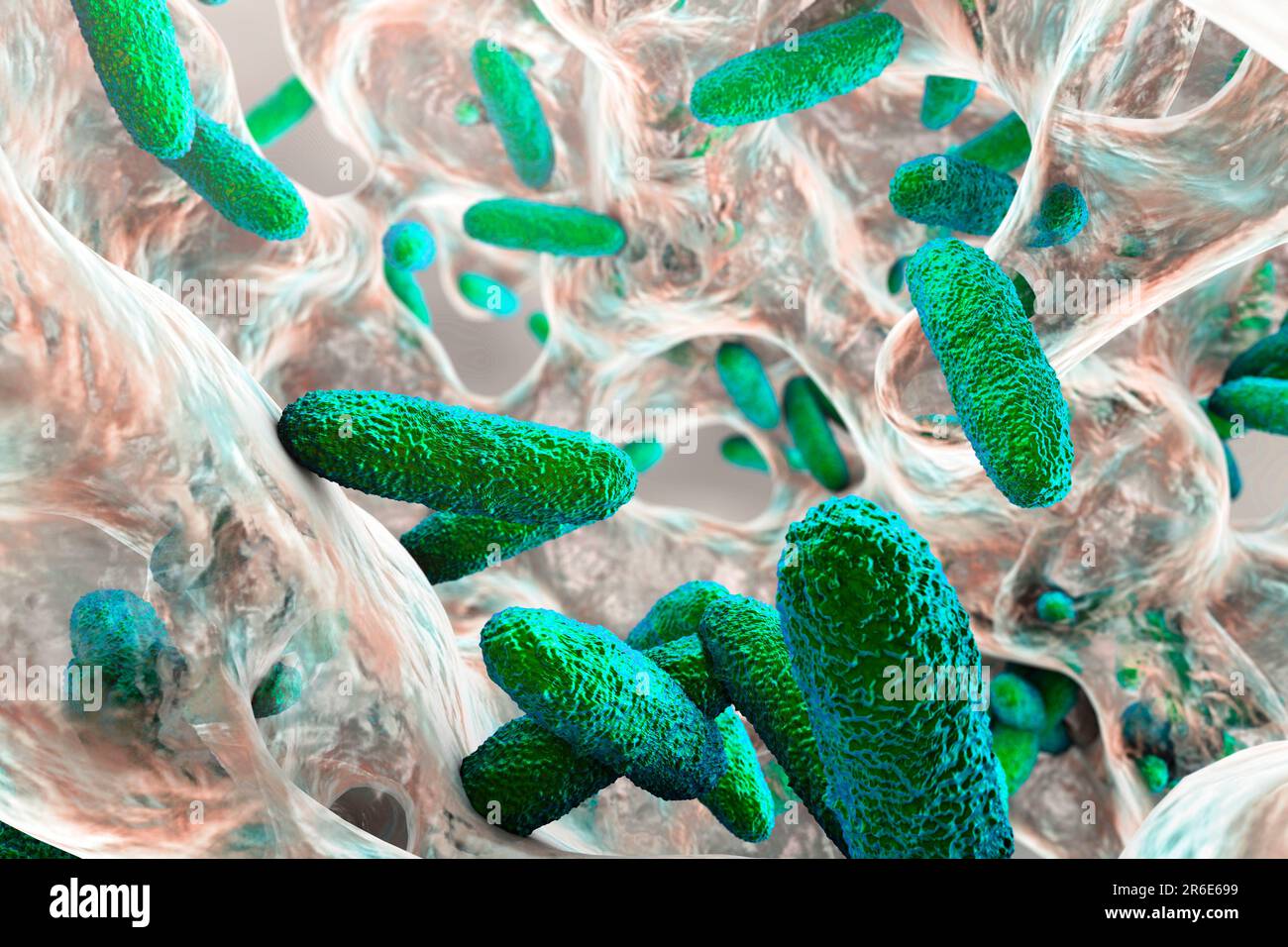Batteri Klebsiella pneumoniae in biofilm, illustrazione del computer. K. pneumoniae sono Gram-negativi, incapsulati, non-motili, enterici, procarioti di verga. Foto Stock