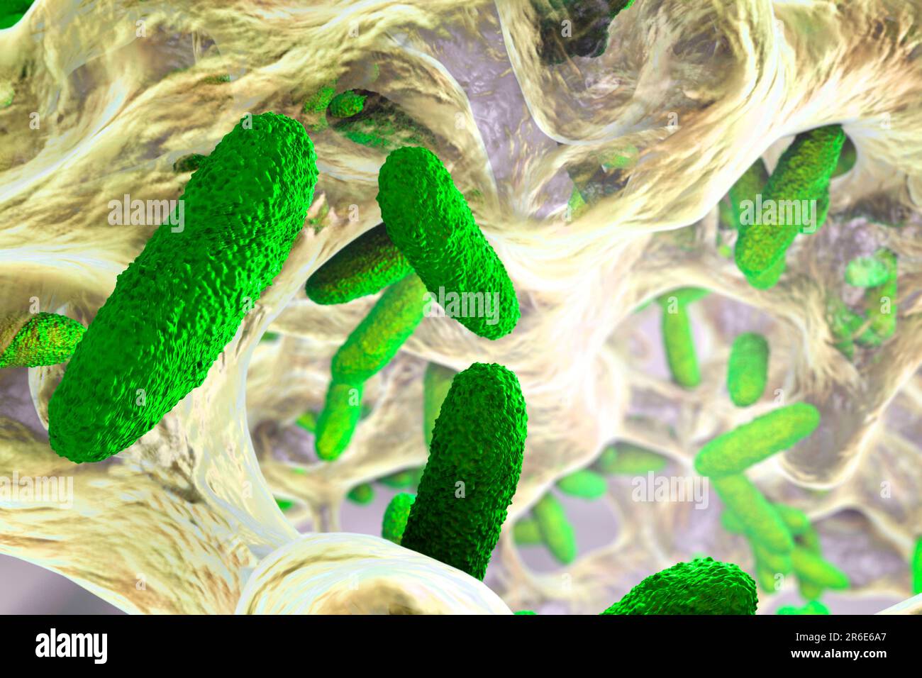 Batteri Klebsiella pneumoniae in biofilm, illustrazione del computer. K. pneumoniae sono Gram-negativi, incapsulati, non-motili, enterici, procarioti di verga. Foto Stock