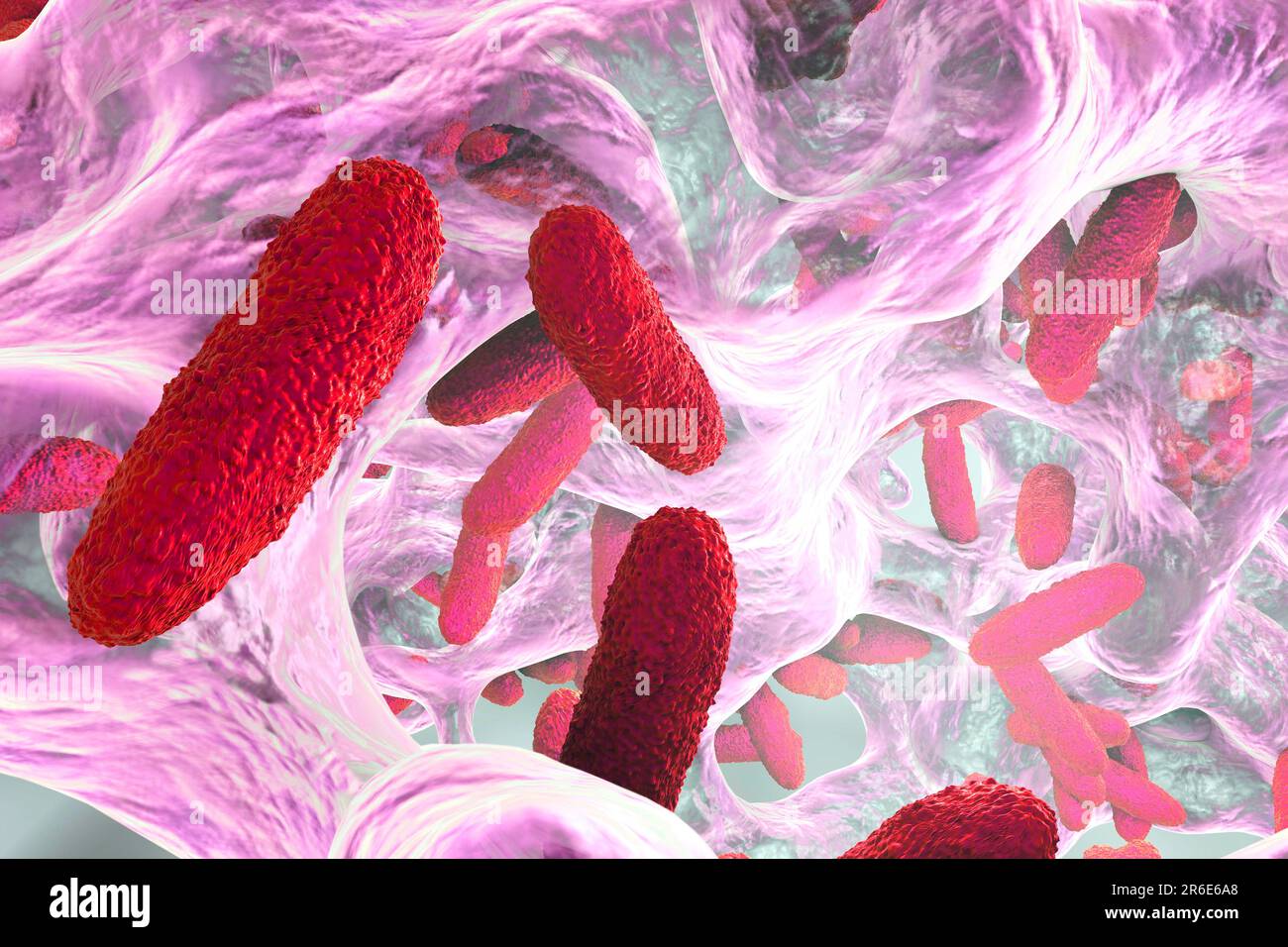 Batteri Klebsiella pneumoniae in biofilm, illustrazione del computer. K. pneumoniae sono Gram-negativi, incapsulati, non-motili, enterici, procarioti di verga. Foto Stock