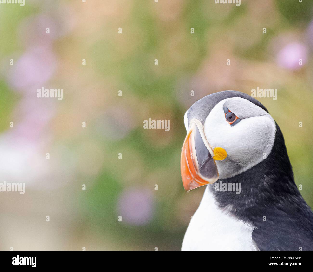 Il puffin dà un po 'di testa inclinazione DUNNET TESTA LIGHTHOUSE, SCOZIA IMMAGINI mostrano le espressioni comiche di Puffin colorati nel Regno Unito il 4th 20 giugno Foto Stock Il puffin dà un po 'di testa inclinazione DUNNET TESTA LIGHTHOUSE, SCOZIA IMMAGINI mostrano le espressioni comiche di Puffin colorati nel Regno Unito il 4th 20 giugno Foto Stock