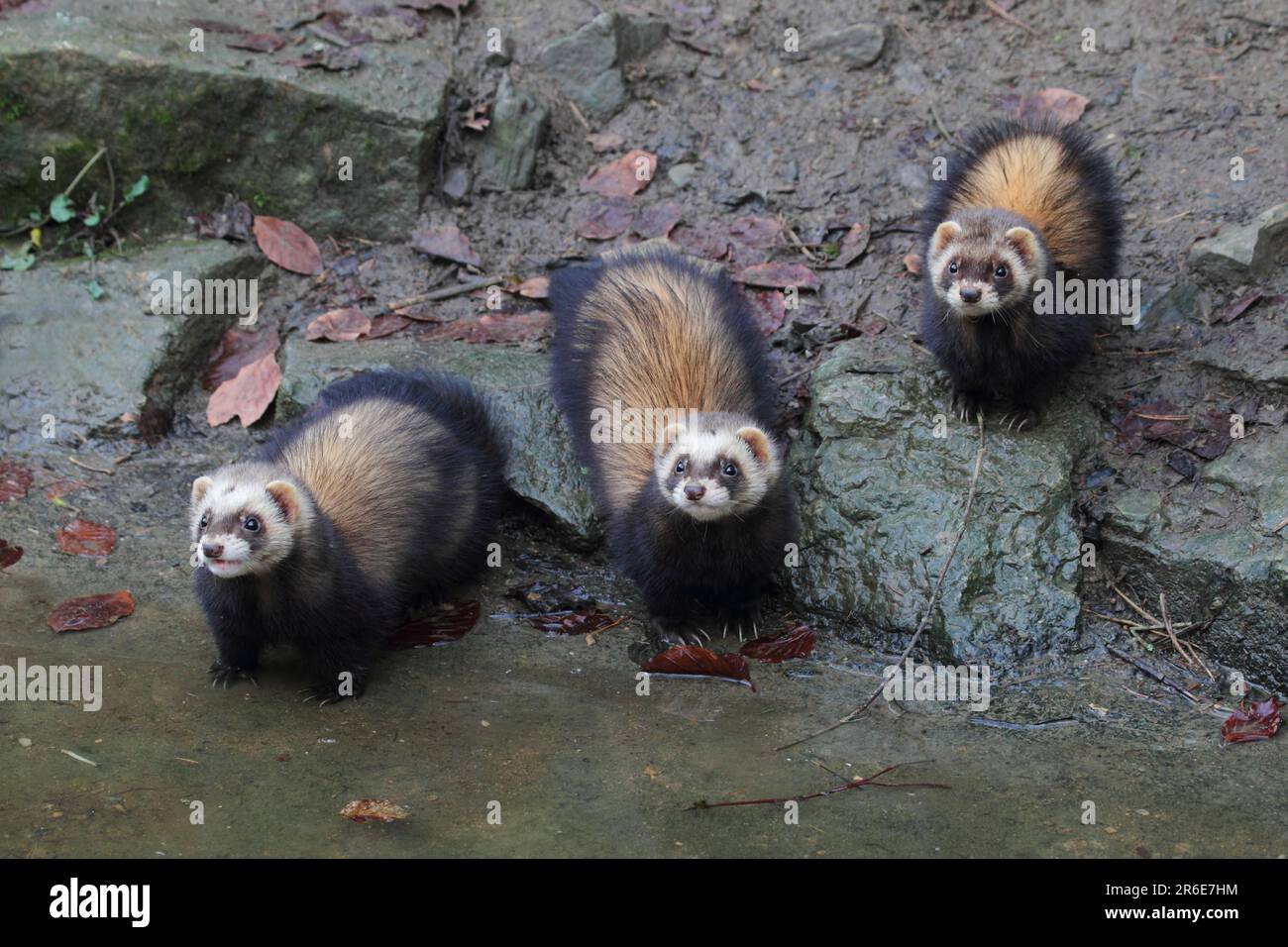 Tre furetti all'acqua Ferret Mustela furo Foto Stock