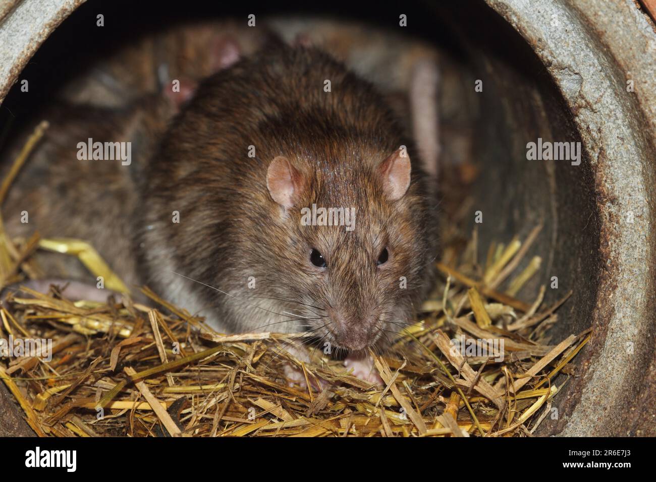 Ratto norvegese (Rattus) marrone Rat norwegicus Foto Stock
