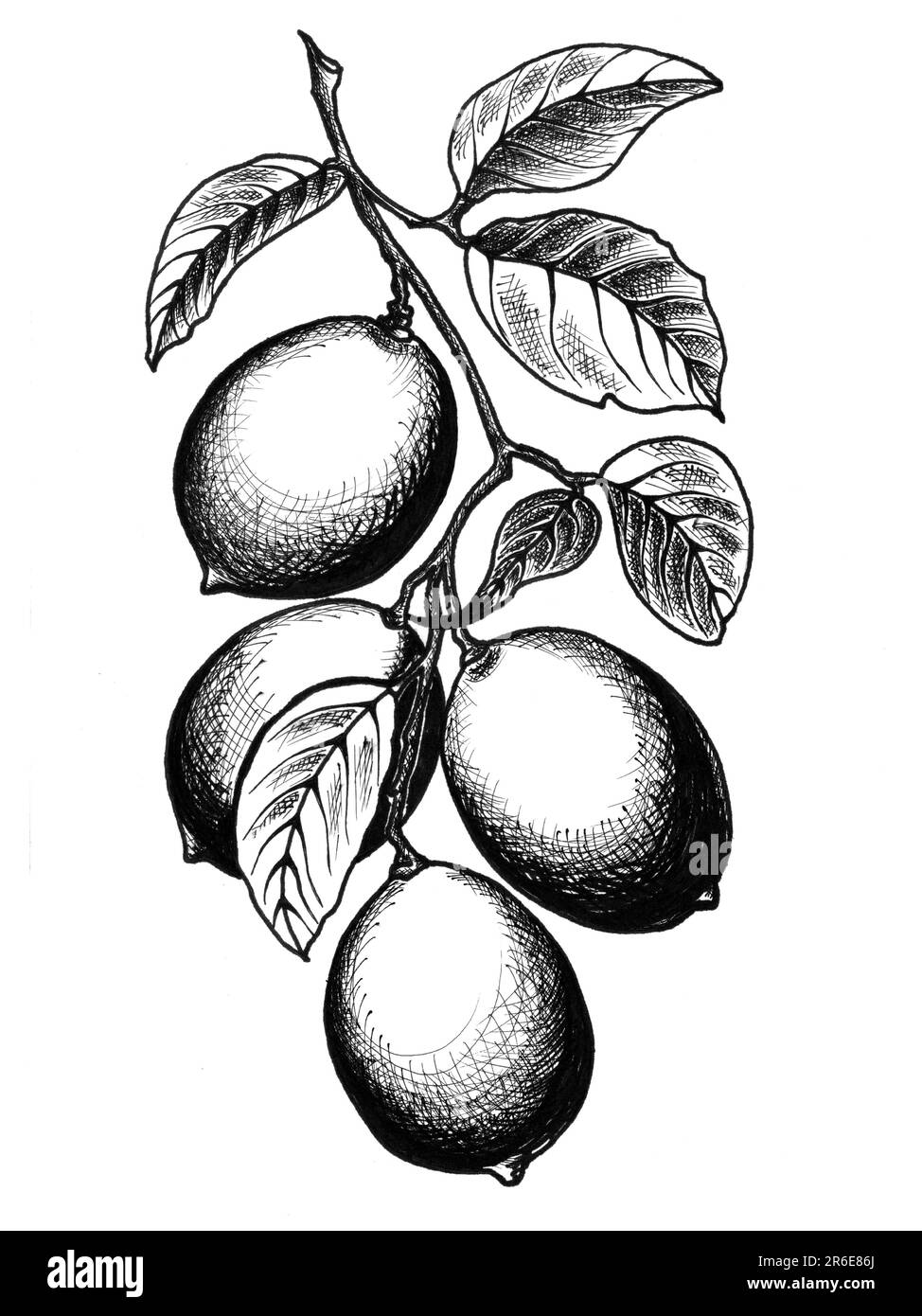Limoni su un ramo con foglie. Immagine botanica in JPEG disegnata a mano per adesivi, stampe su abiti, ricami, motivi, carta da parati. Foto Stock