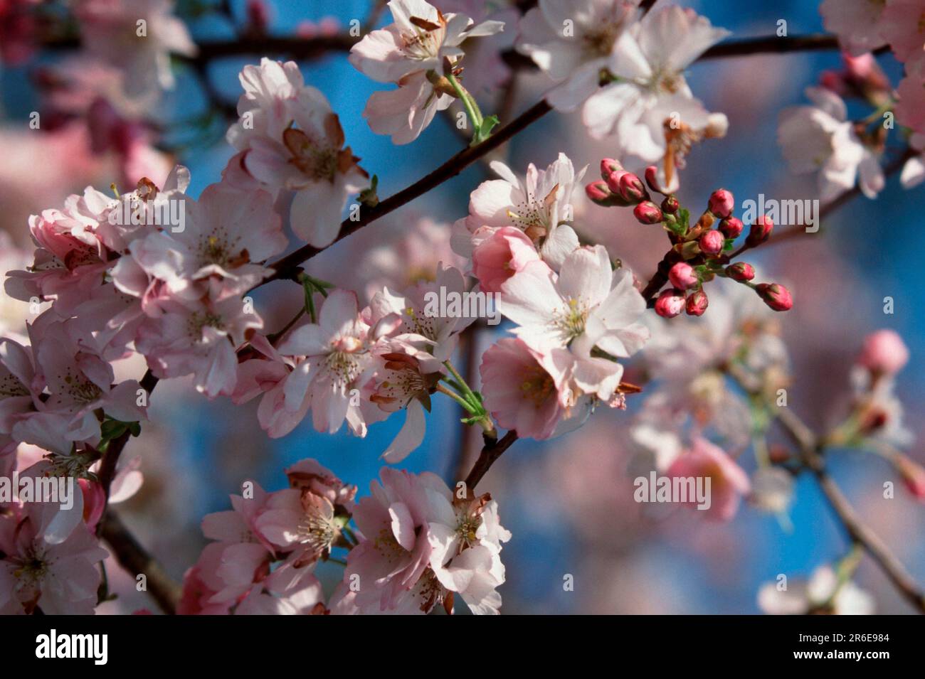 Prunus x yedoensis (Prunus x yedoensis) Foto Stock