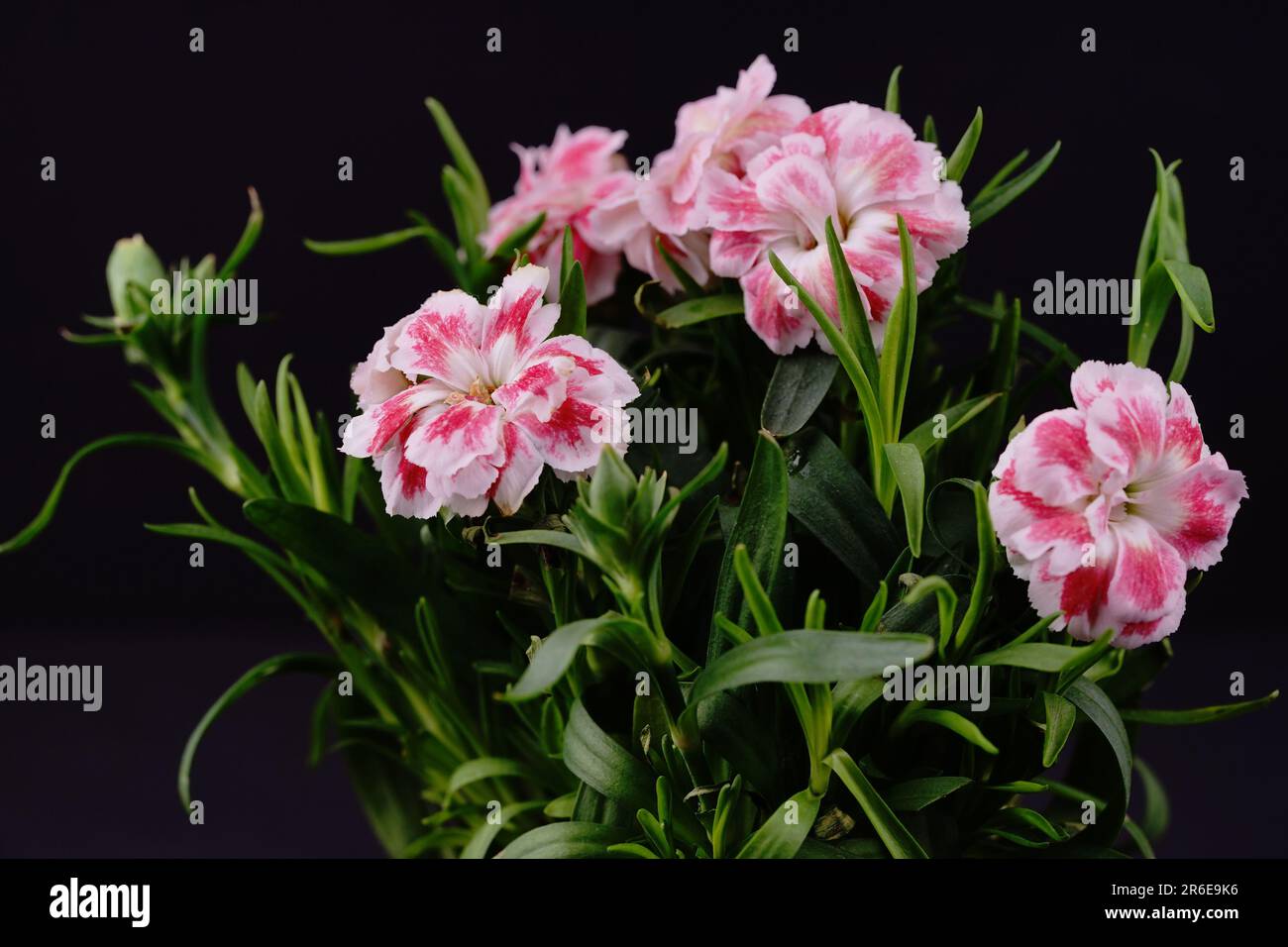 bella garofano decorativo Foto Stock