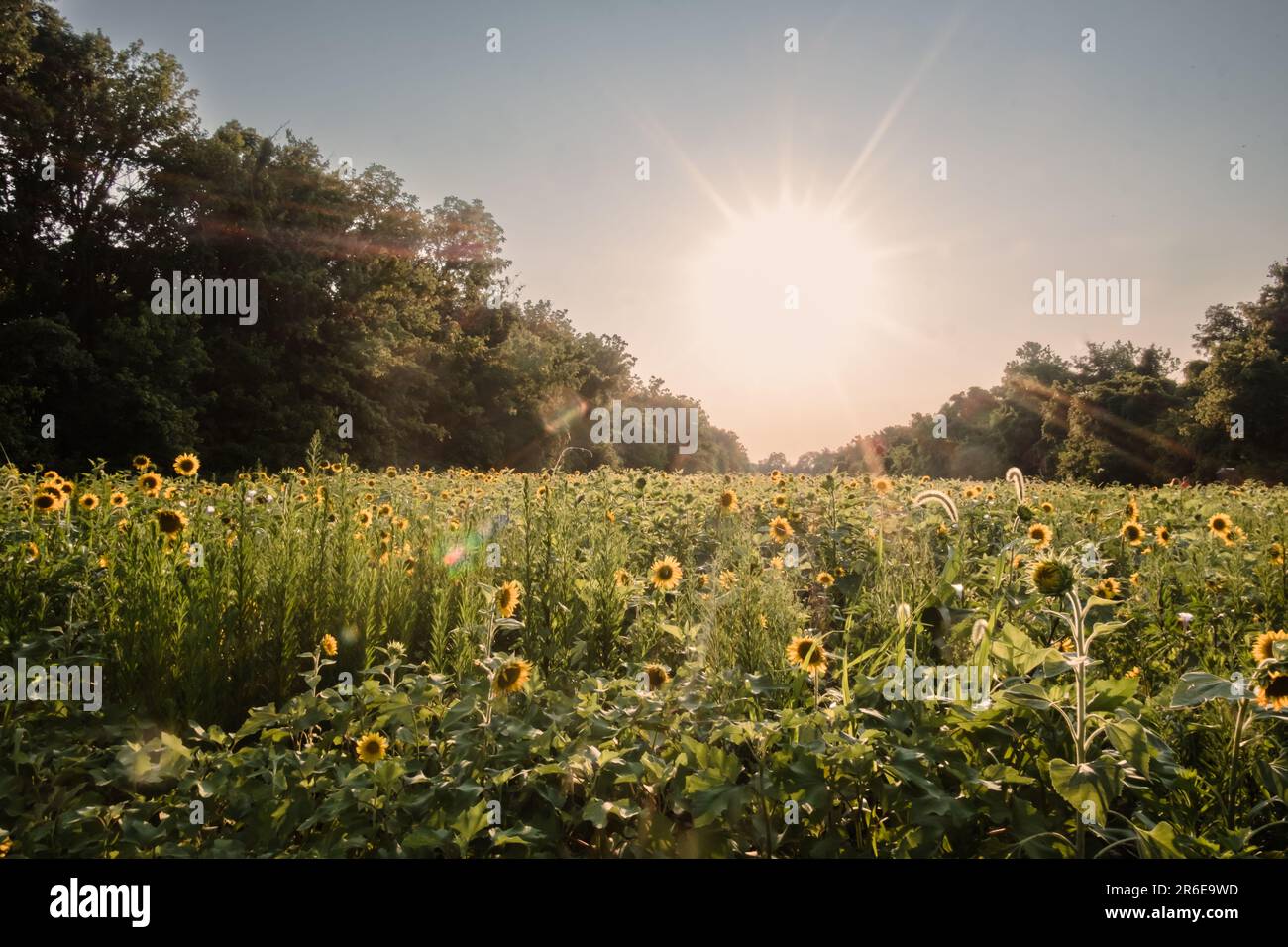 Vista del campo di girasole nelle giornate di sole. Foto Stock