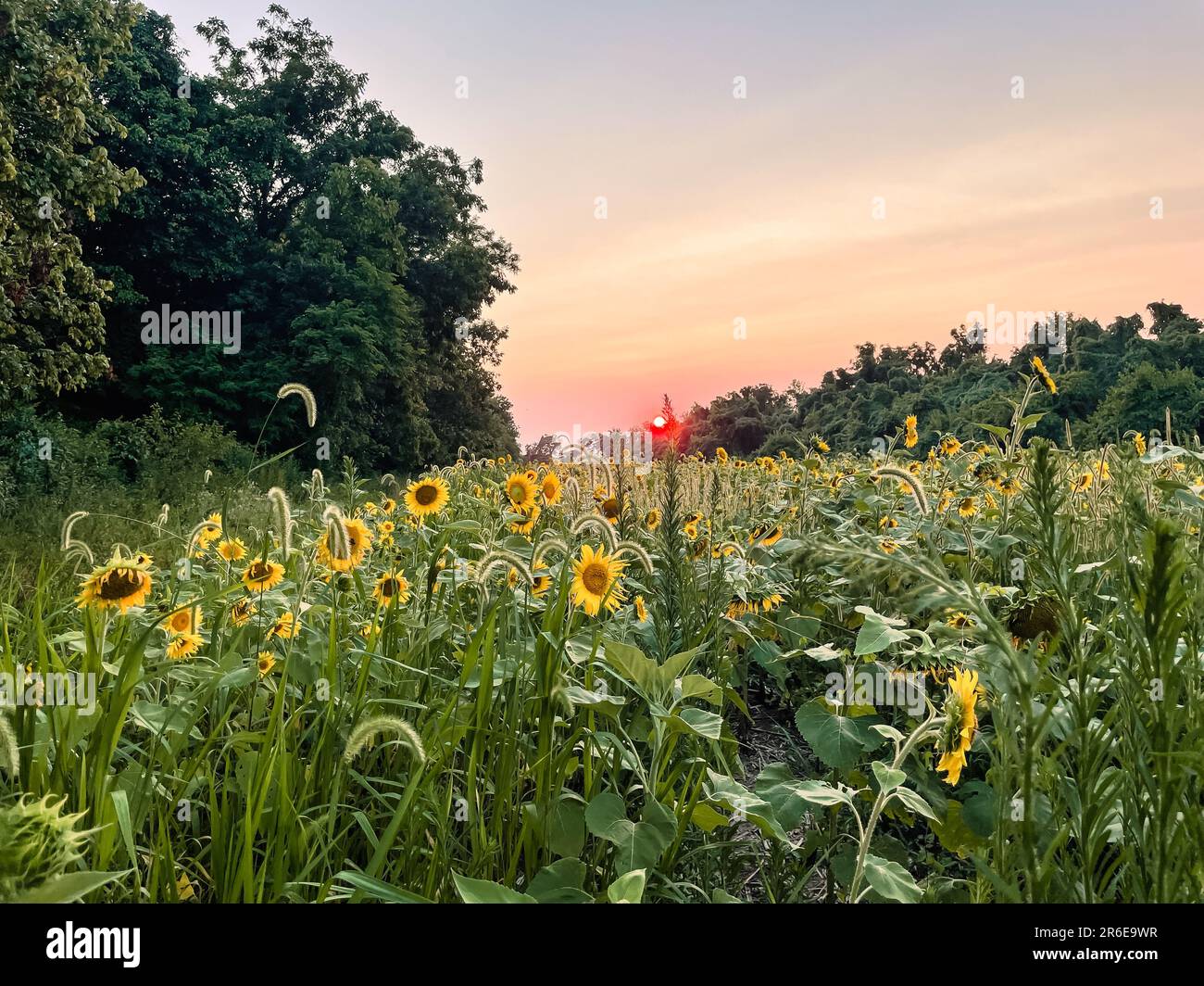 Vista del campo di girasole al tramonto. Foto Stock