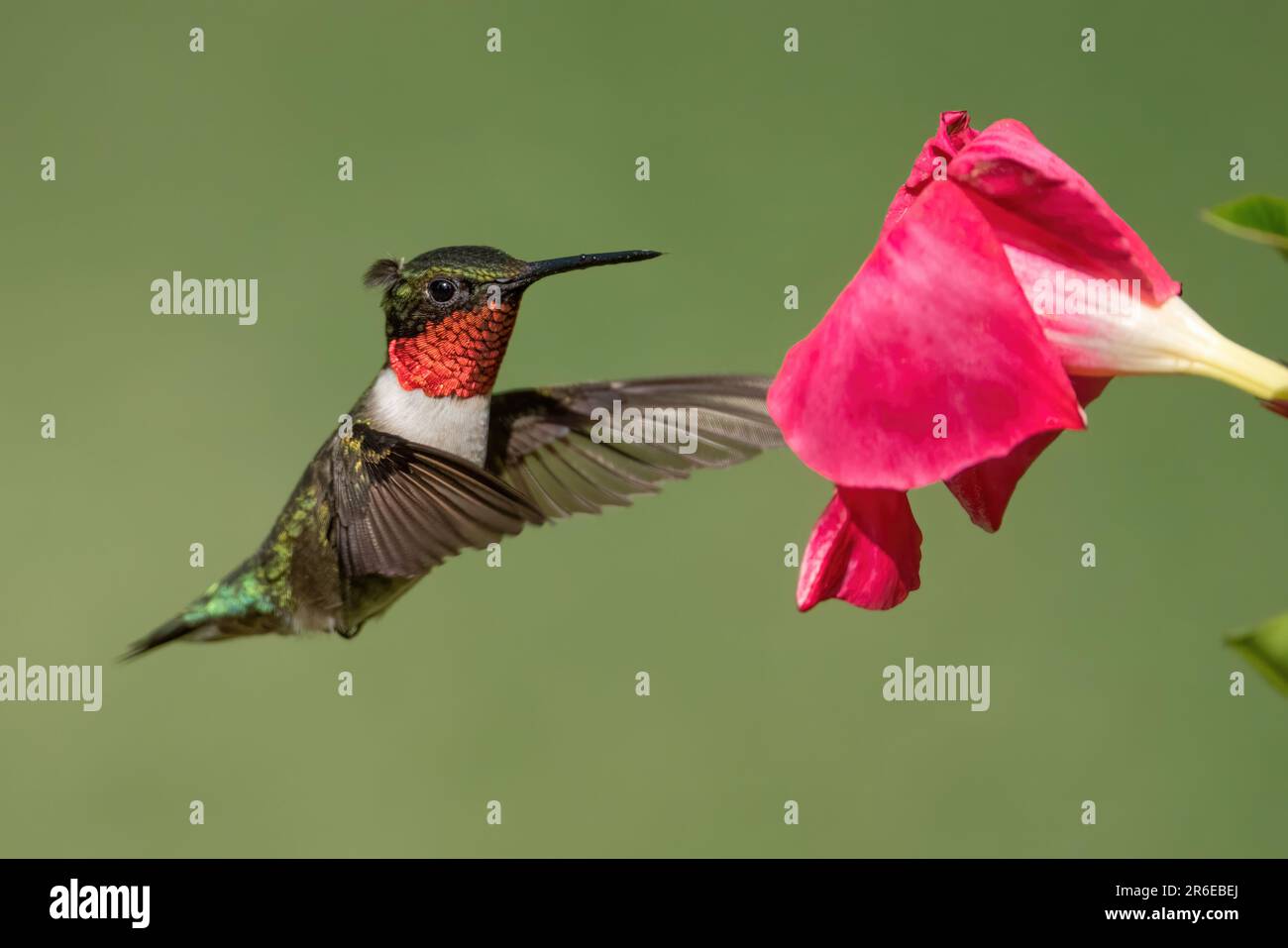 Hummingbird dalla gola di rubino che raccoglie Nectar da un fiore di Mandevilla Foto Stock